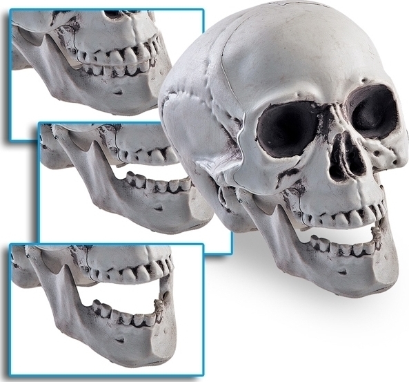 Craniu decorativ , Nr. 1, Carnaval24